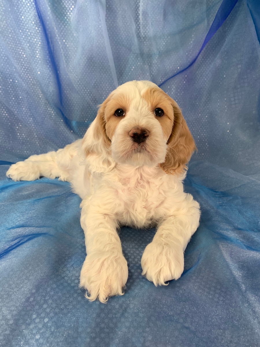 Male F1 Cockapoo Puppy for Sale in Iowa DOB 12-20-2020 $1200, Apricot and White